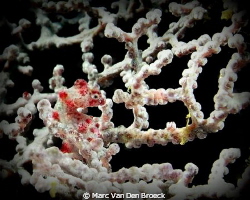 Pygmy seahorse by Marc Van Den Broeck 